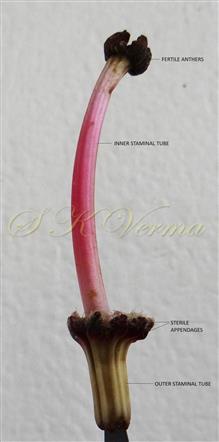  Androecium